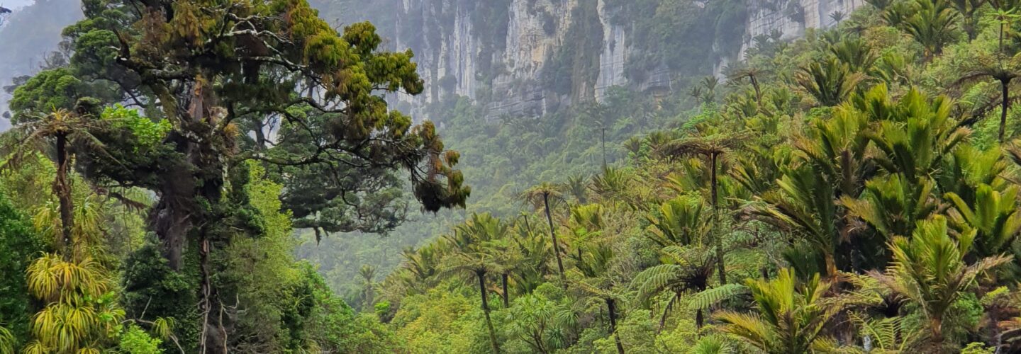 Weather Insights at Punakaiki: What to Expect Through the Seasons